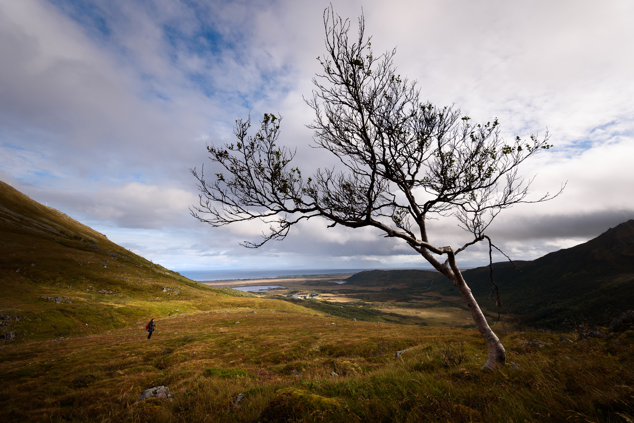 Un arbre solitaire