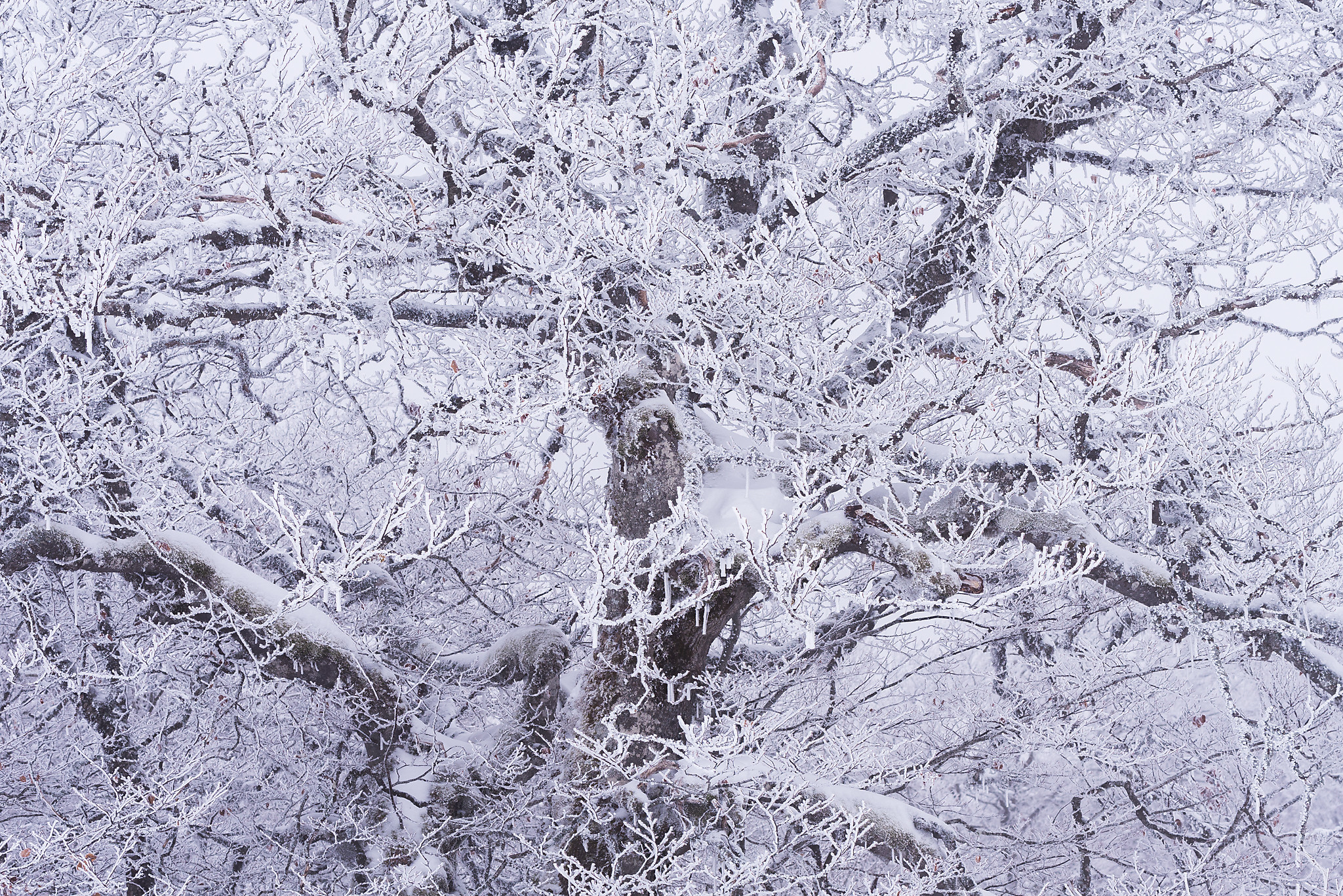 Arbre figé