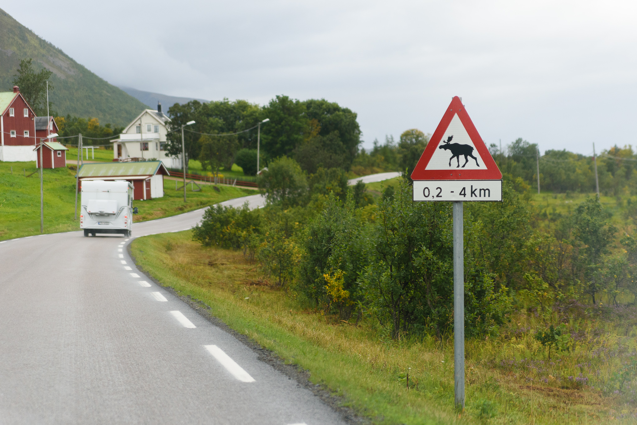 attention aux élans