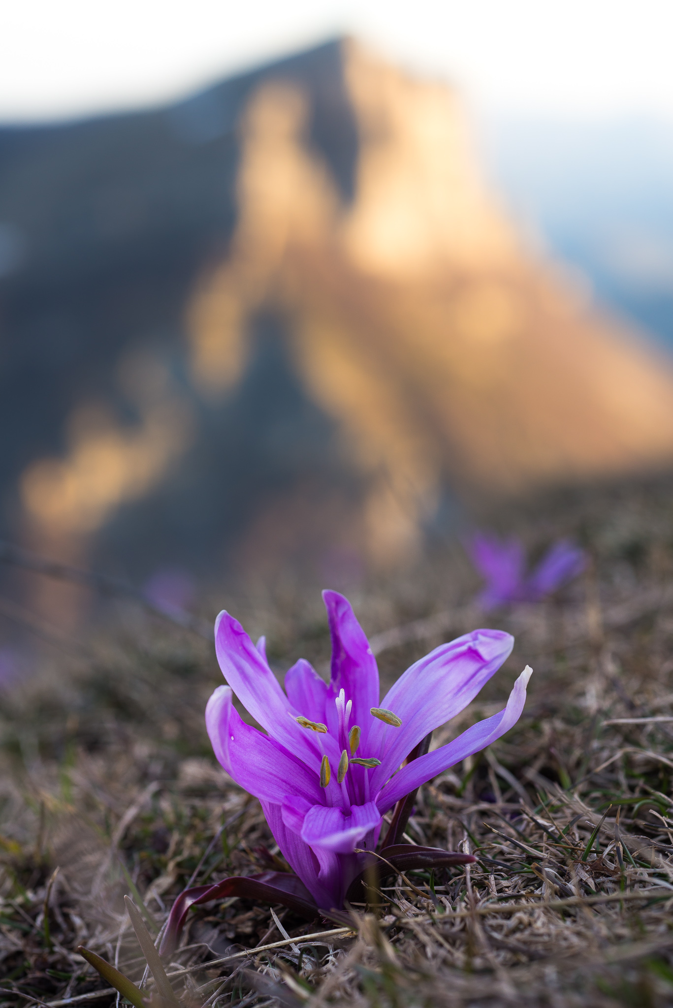 Campanette