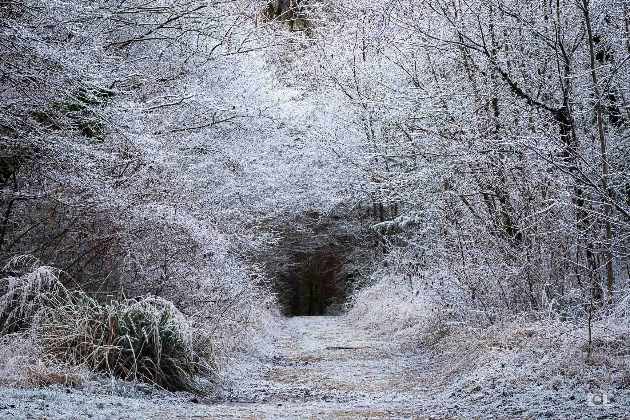 Chemin givré