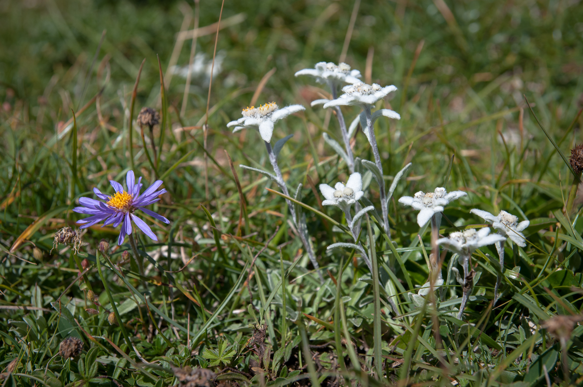 Edelweiss