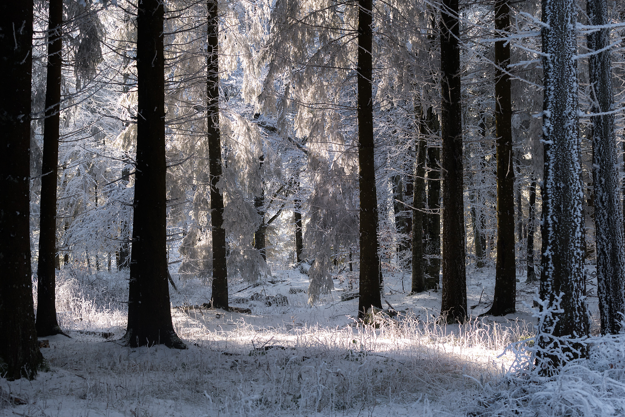 Forêt de Lente