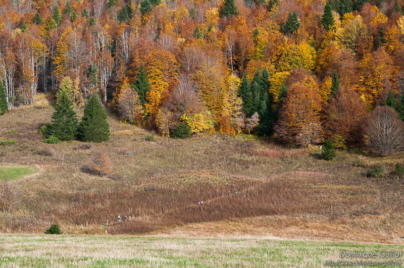 Herbouilli dans le Vercors