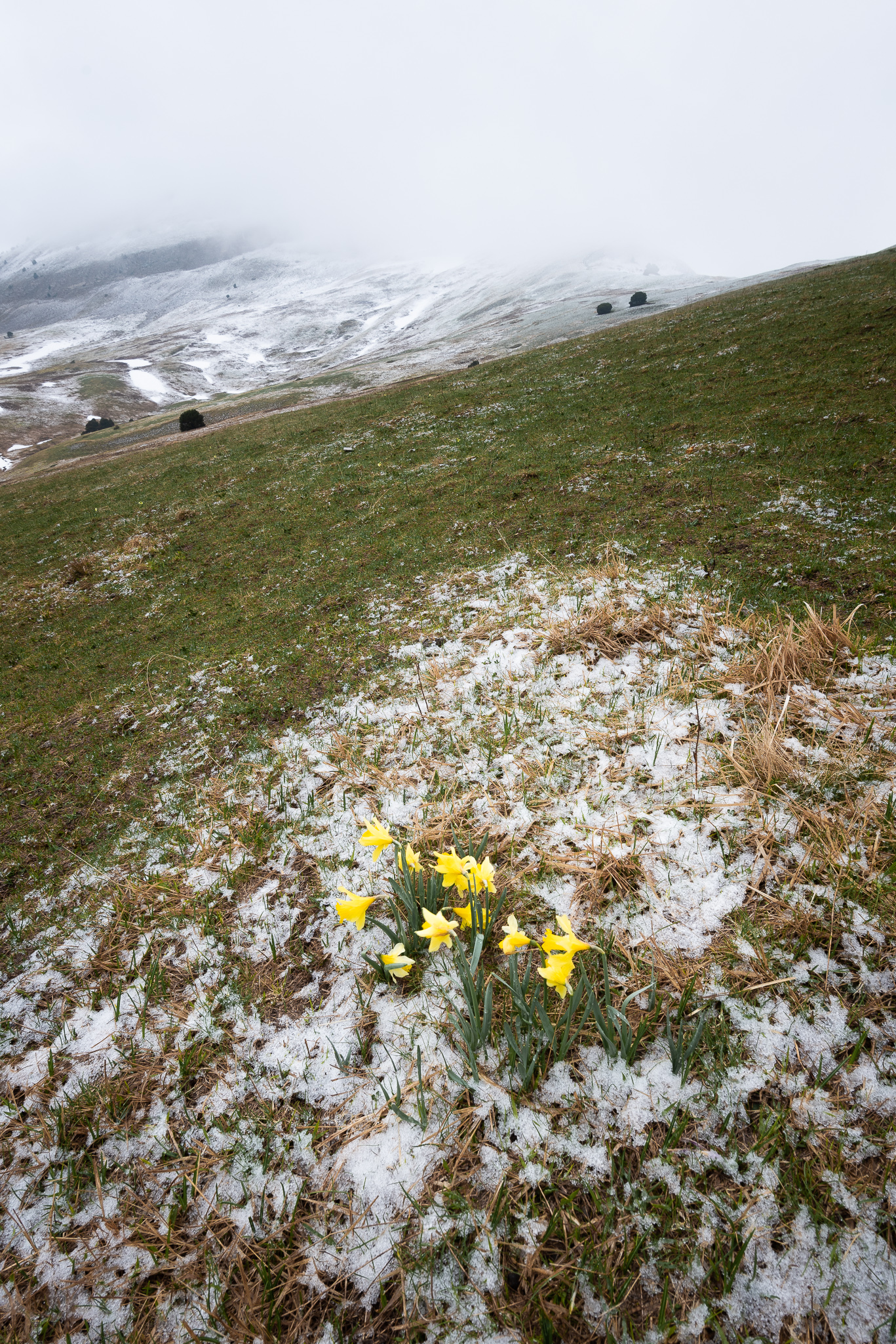 Quelques jonquilles tapissent le sol