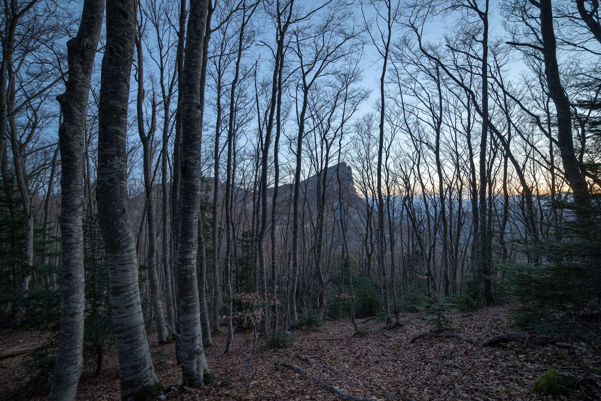 Les 3 Becs à travers la forêt