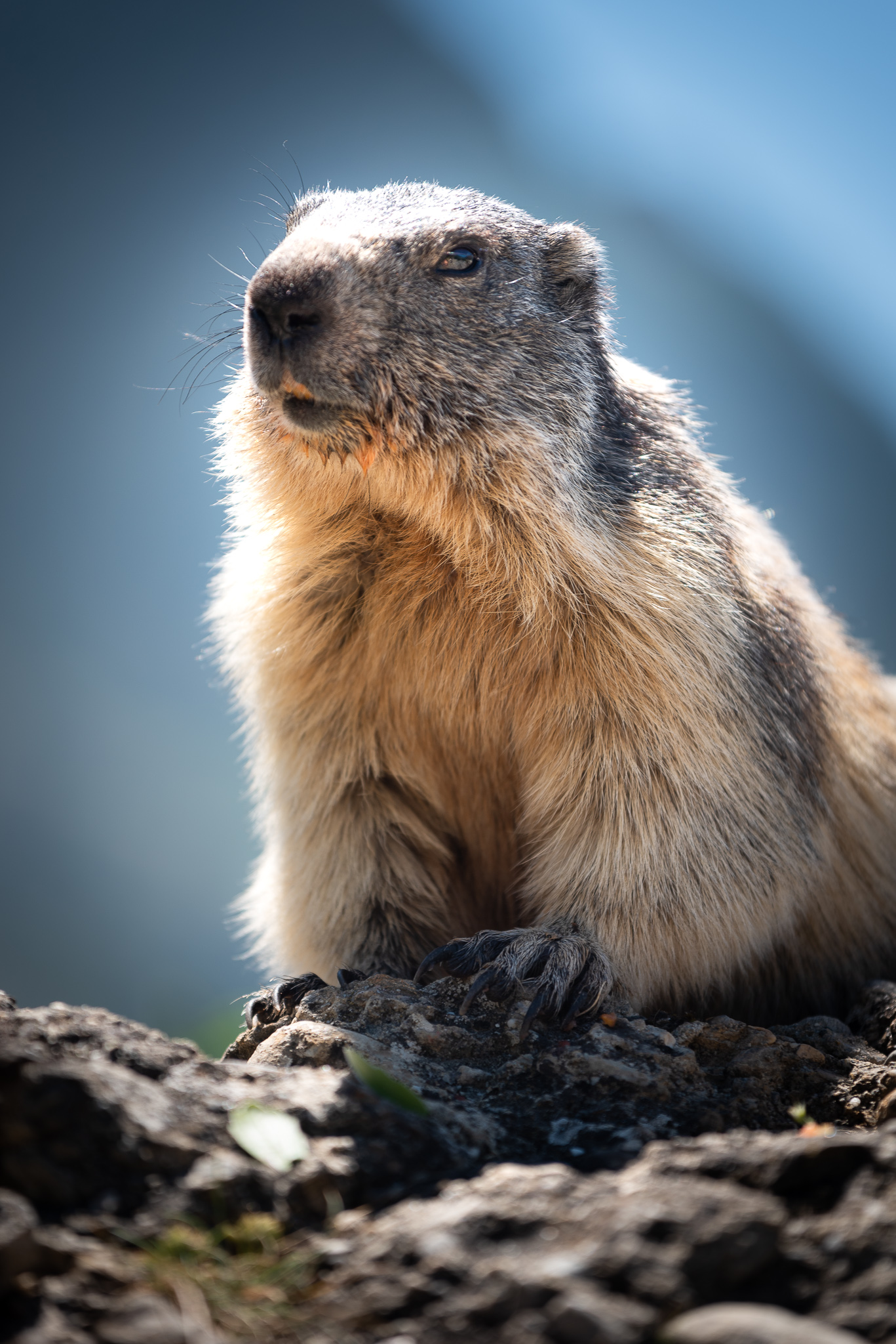 Marmotte du Queyras