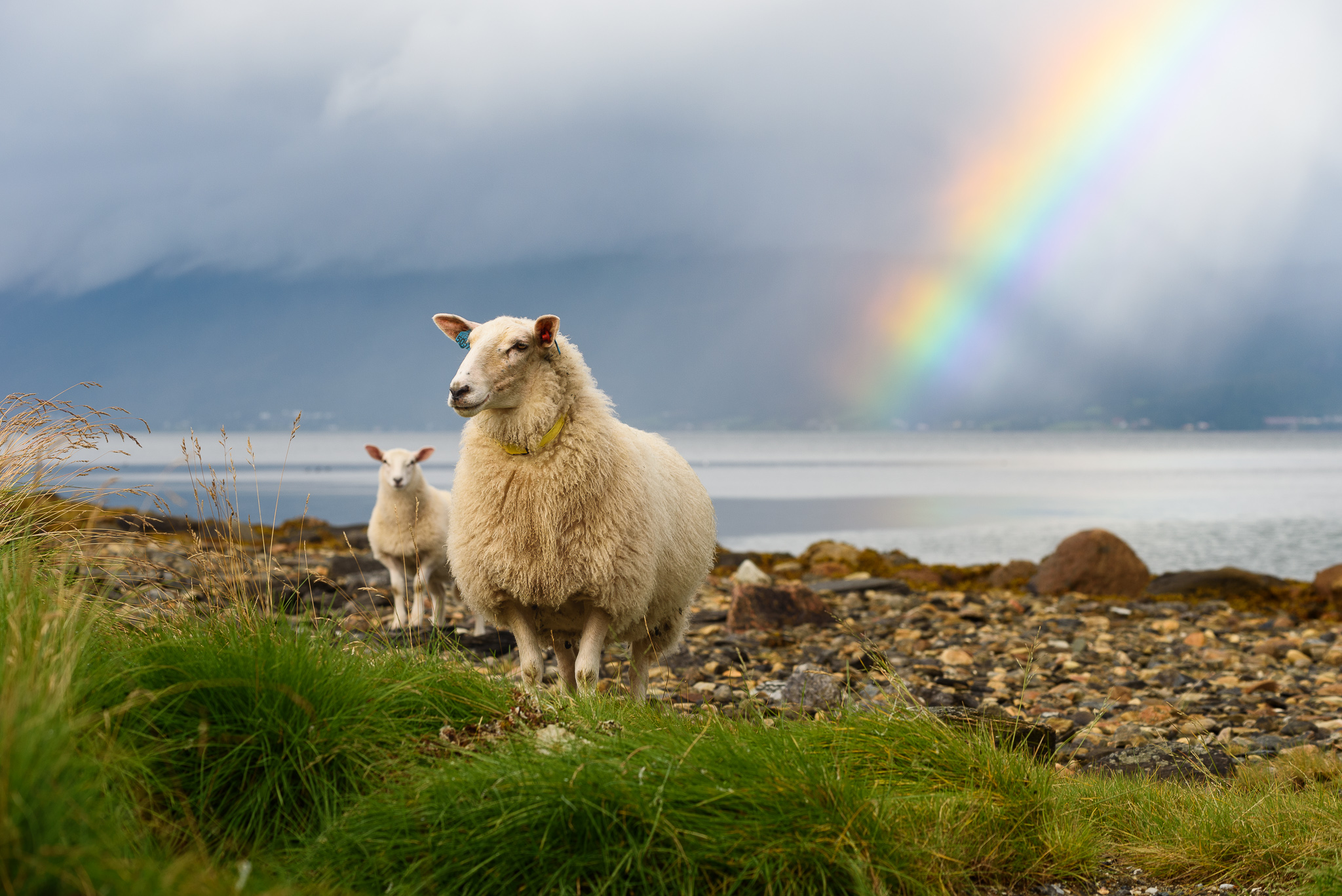 mouton arc en ciel