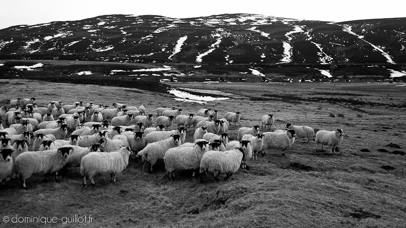 Moutons Écossais