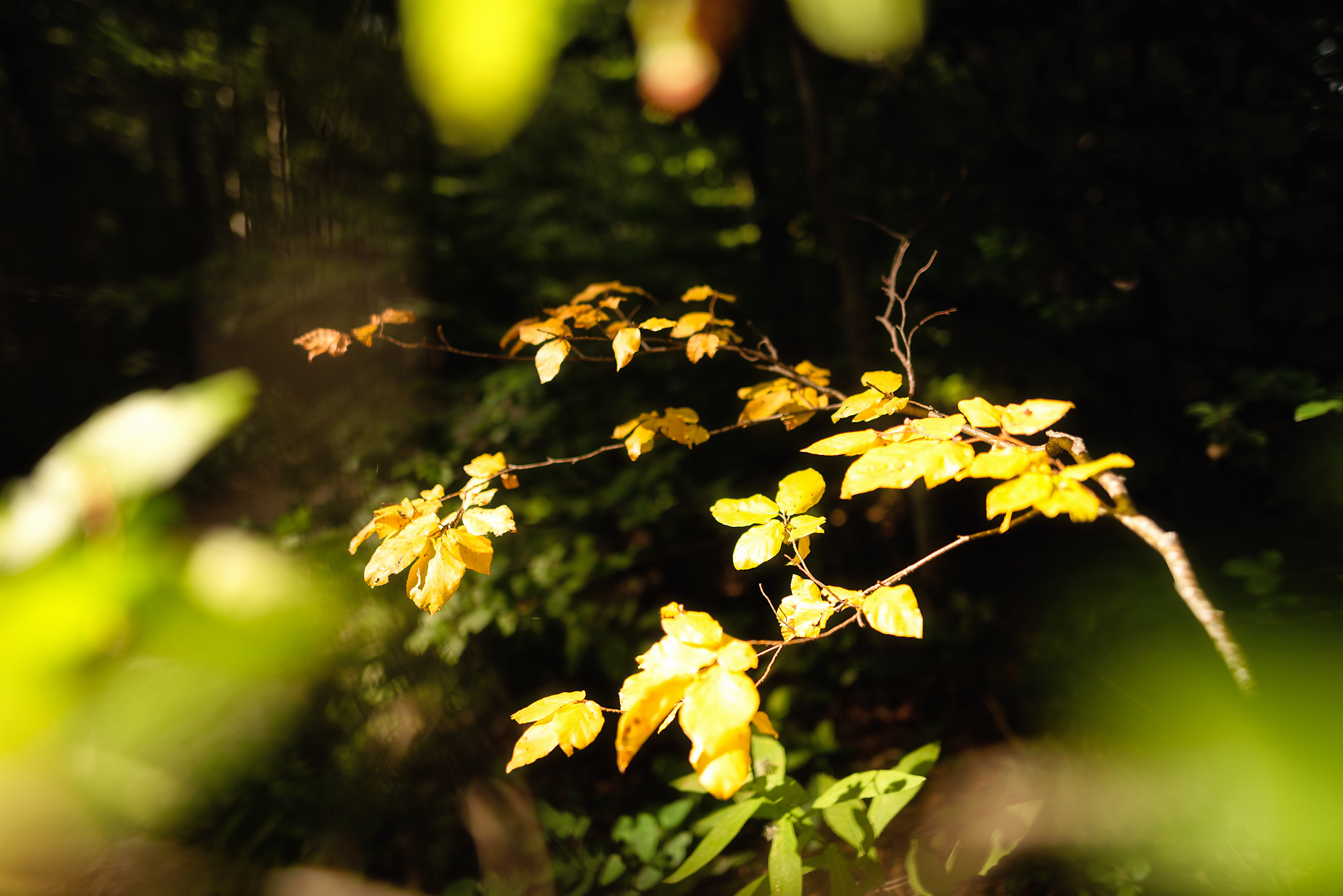 Prémices de l'automne