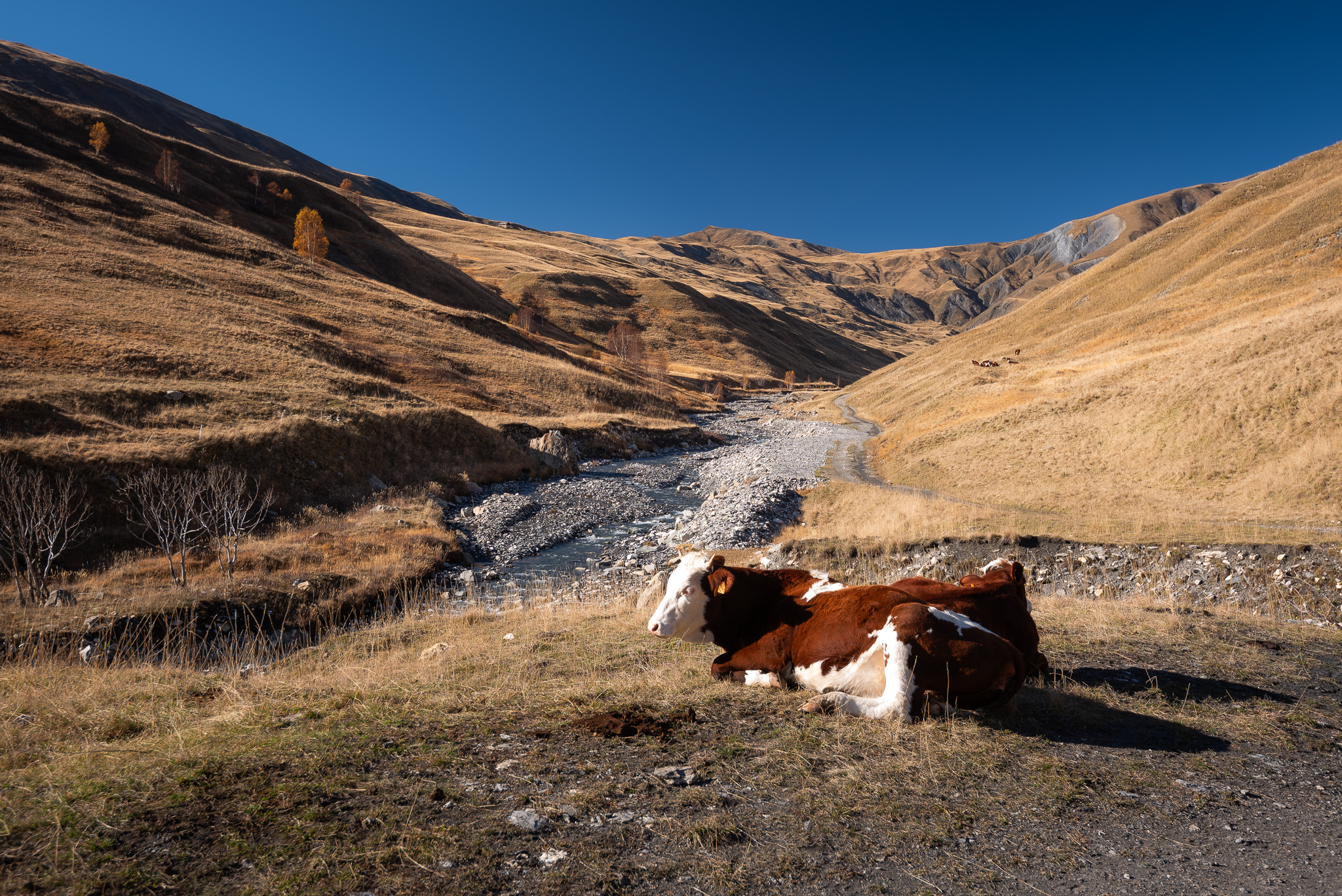 Vache d'Emparis